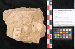 Foto (Objekt + Etikett) von Trigonocarpus sp.  (NHMW-GEO-2024-0188-11148)